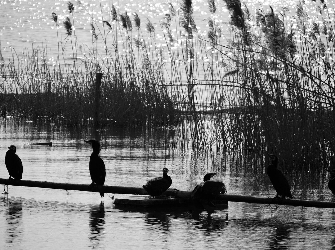 骆马湖湿地-宿迁市必去景点