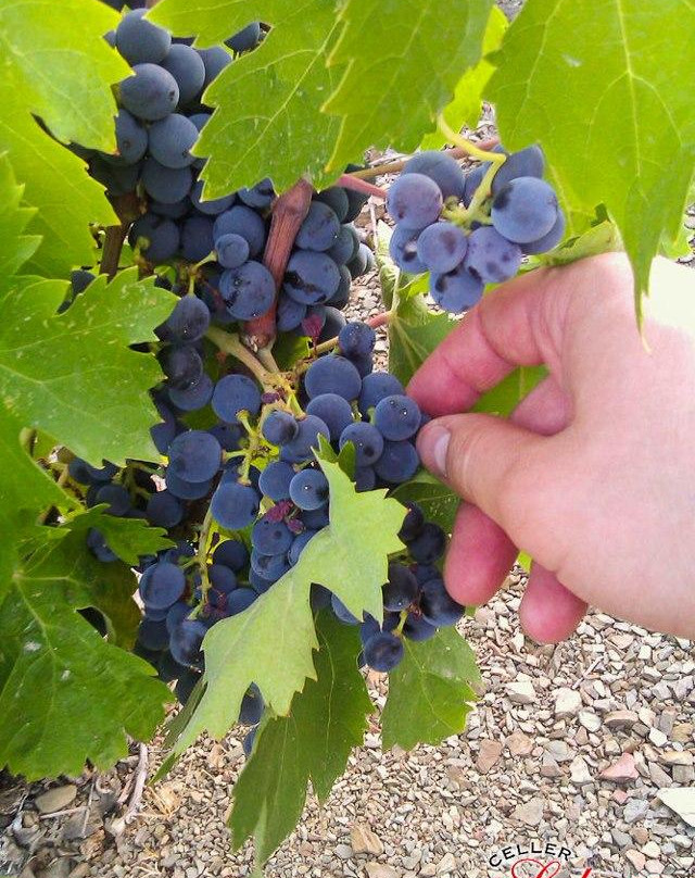 Celler Sabate-La Vilella Baixa必去景点