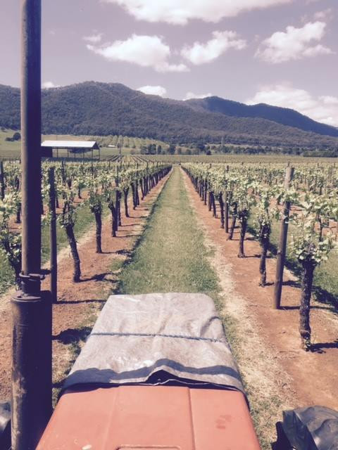 Michelini Wines-Myrtleford必去景点