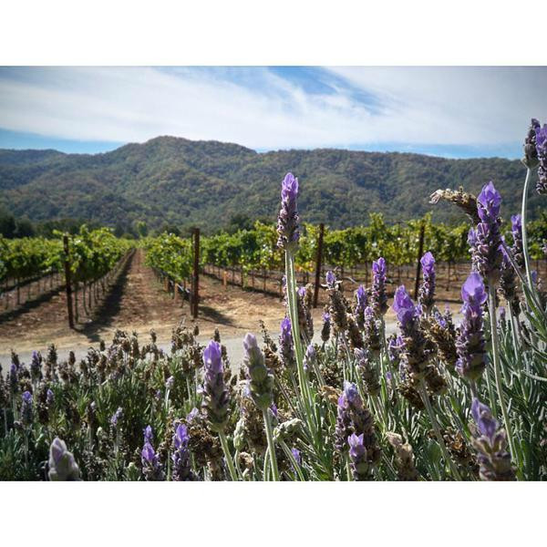 Sarah's Vineyard-吉尔罗伊必去景点