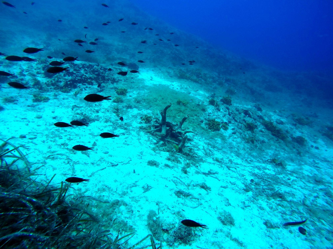 Ocean Diving Center-Neos Marmaras必去景点