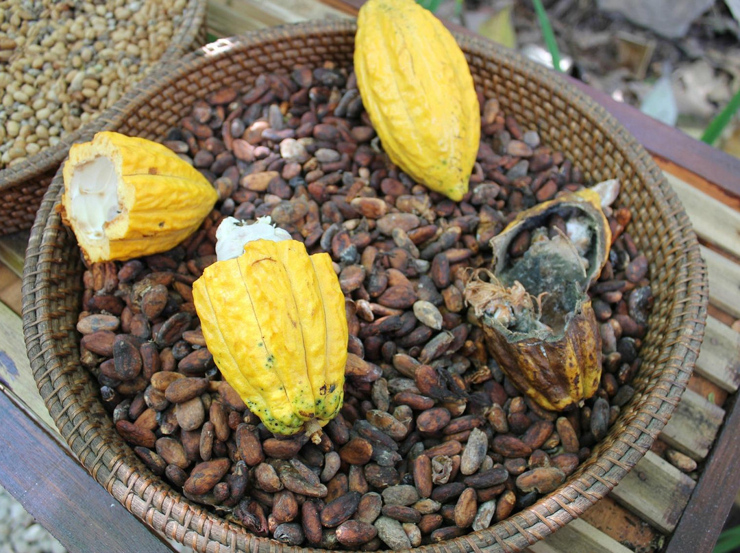 Manik Abian Bali Agriculture景点图片
