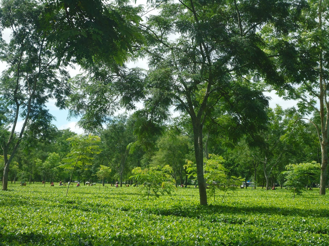 Singari Bangali Gaon旅游攻略图片