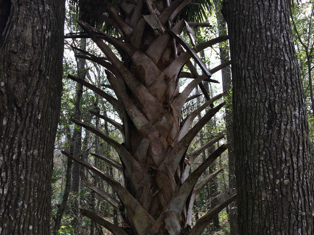 Lake Ashby Park-新士麦那海滩必去景点