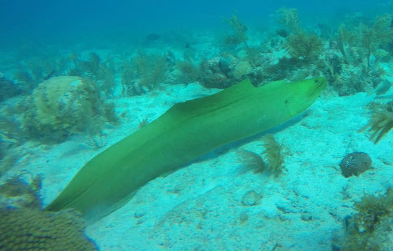 Seamonkey's Scuba Diving-伊斯拉摩拉达必去景点