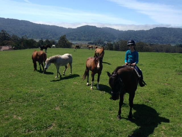 Point Reyes Arabian Adventures-Point Reyes Station必去景点