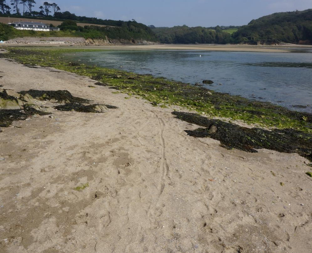 Mothecombe Beach景点图片