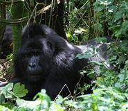 Rwanda Gorilla Trek - Day Tours景点图片