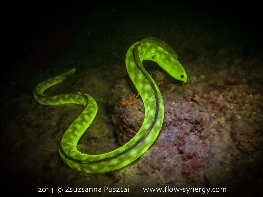 Flow-Kralendijk必去景点