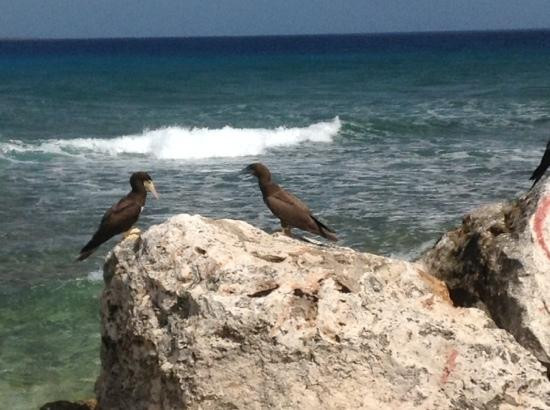 West End Point Outlook-Cayman Brac必去景点
