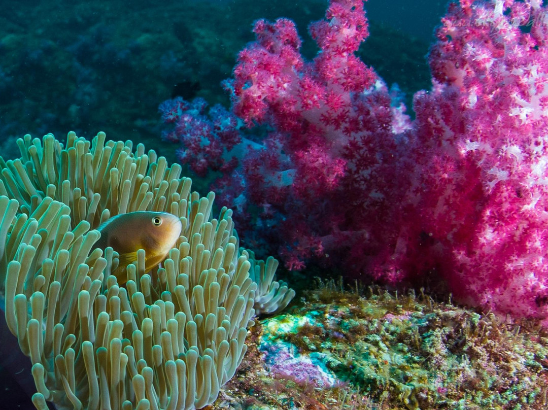 普吉岛安迪潜水体验-拉威必去景点