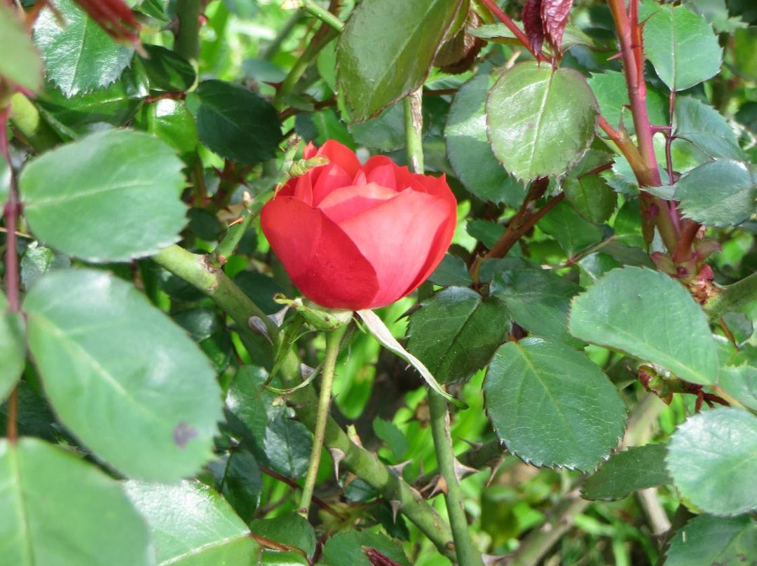 Villa Centurione Doria-热那亚必去景点