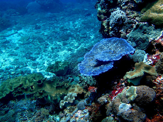 Joe's Gone Diving-沙努尔必去景点