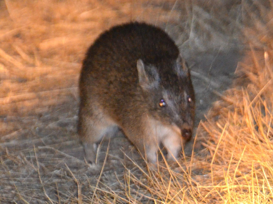 Mount Rothwell Conservation and Research Centre-Little River必去景点