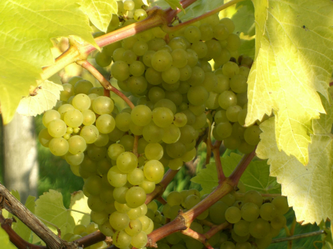 Glyndwr Vineyard-卡迪夫必去景点