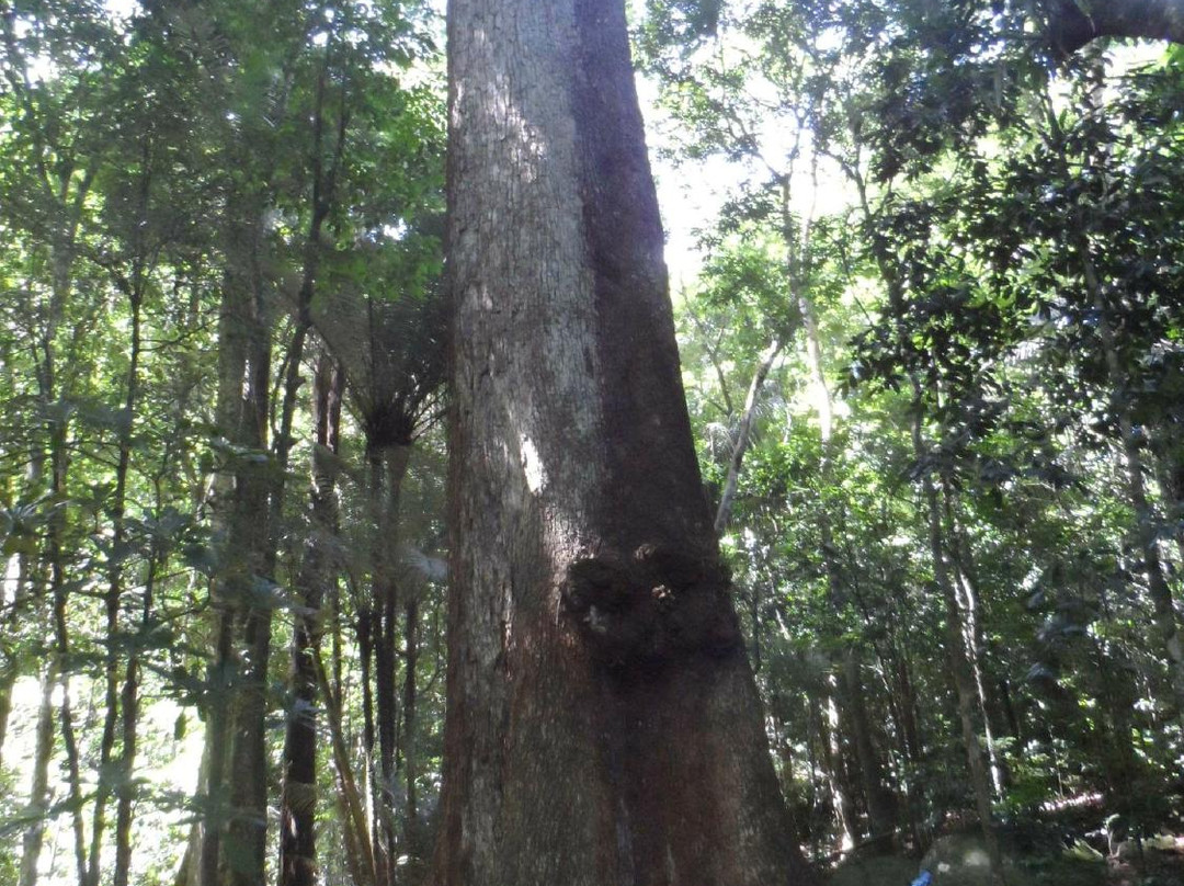 Parque Estadual dos Tres Picos景点图片
