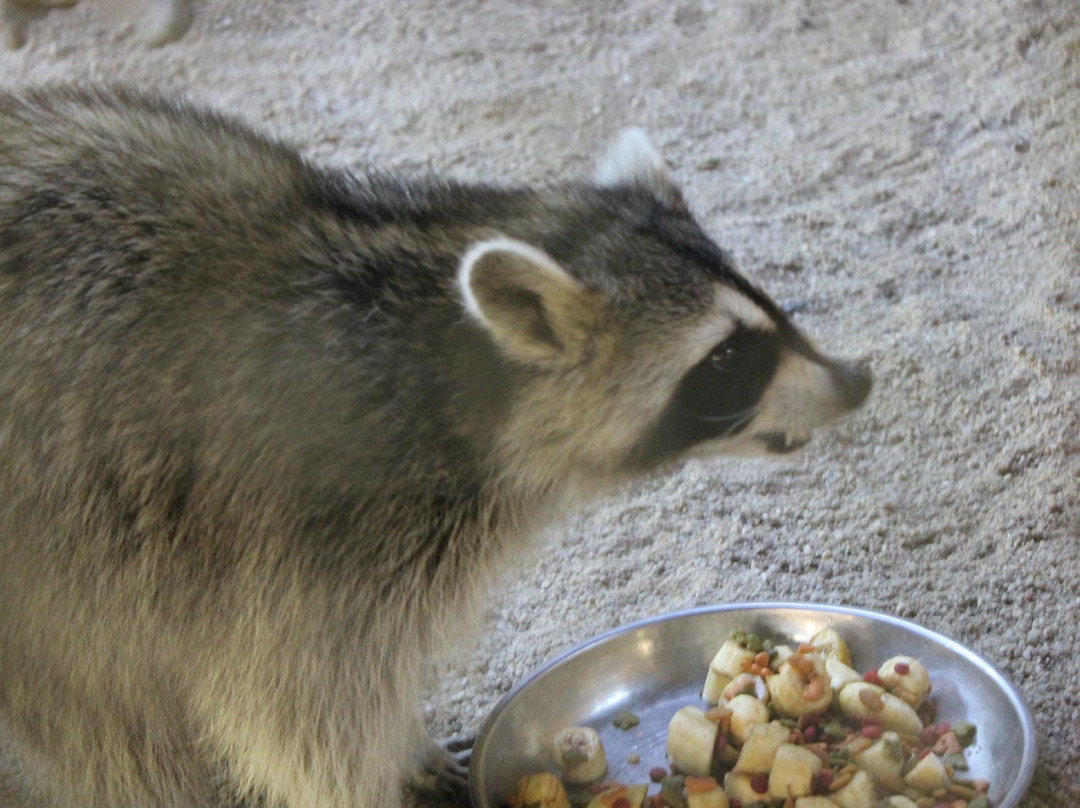 兰卡威野生动物园-兰卡威必去景点