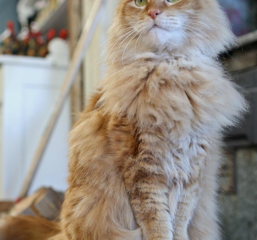 Moms Country Orchards-Oak Glen必去景点