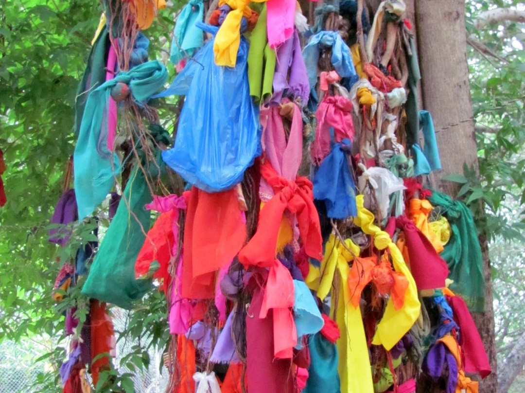 Thimmamma Marrimanu景点图片