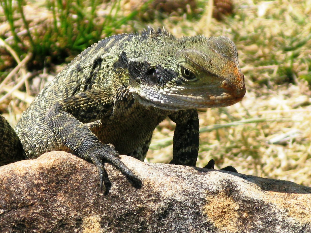 曼利风景区走道-悉尼必去景点
