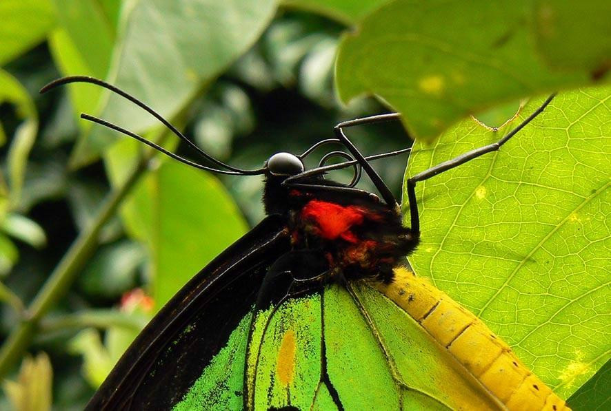 巴厘蝴蝶公园Taman Kupu Kupu-达巴南必去景点