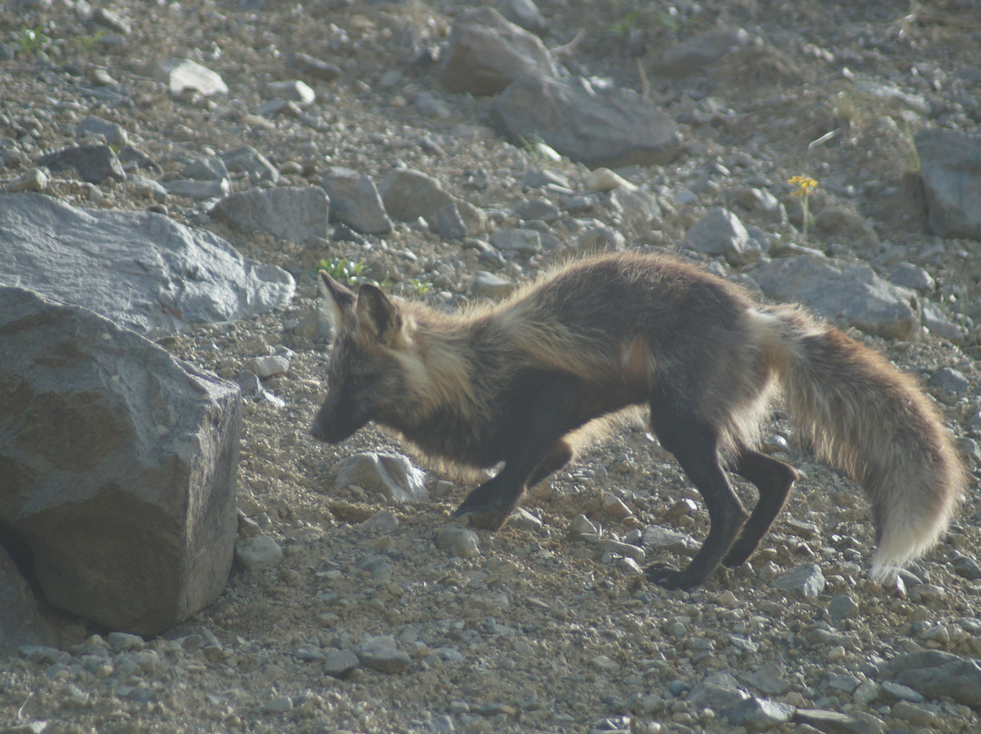 The Denali Tour Experience-德纳利国家公园和自然保护区必去景点