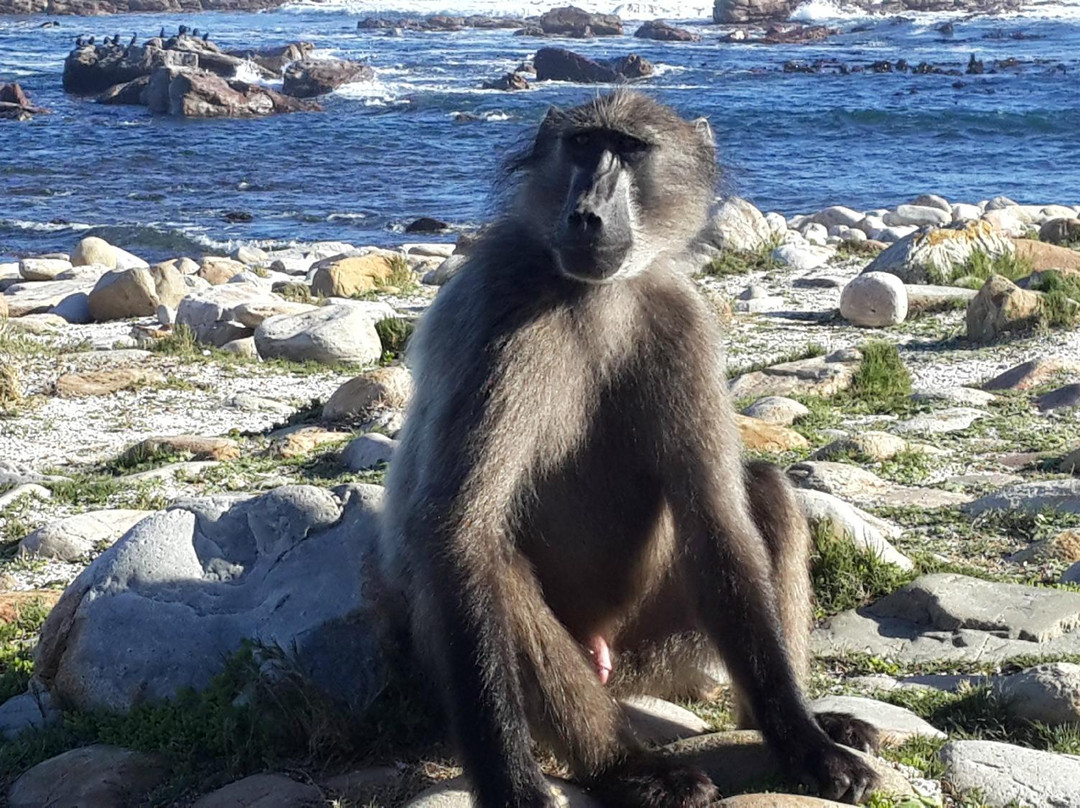 Discovery Tours - Day Tours-开普敦中心区必去景点