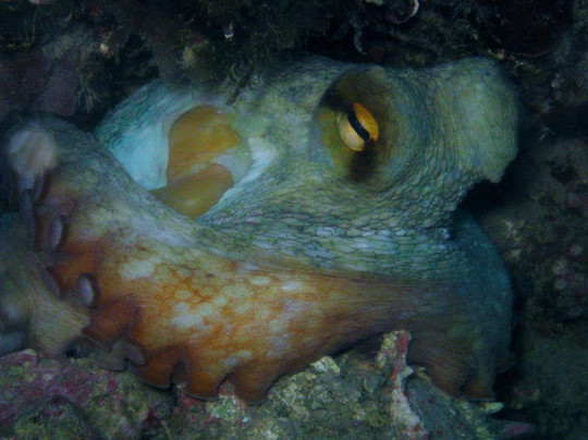 Diving Porto Conte-阿尔盖罗必去景点