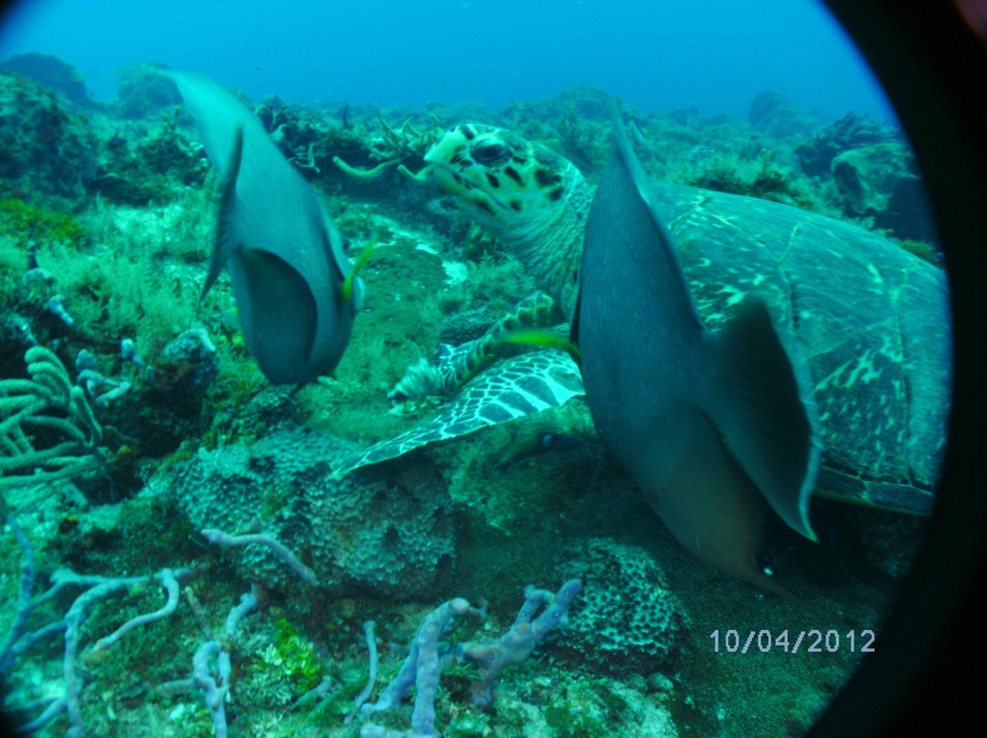 Dive  Palancar-考祖梅必去景点