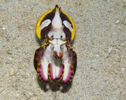 Reef Wreck and Critter - Underwater Photography-图兰本必去景点