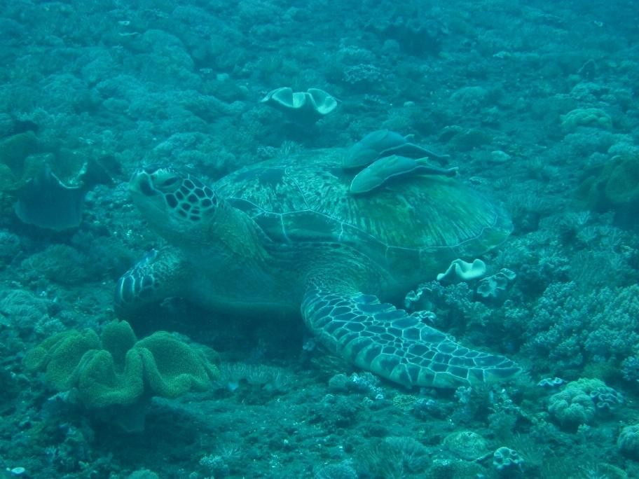 Paradise Diving Bali-曼吉斯必去景点