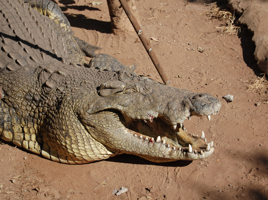 Livingstone Crocodile Park景点图片