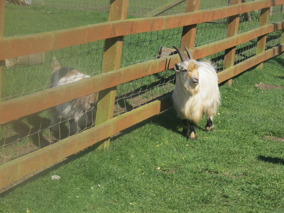 Tweddle Children's Animal Farm景点图片