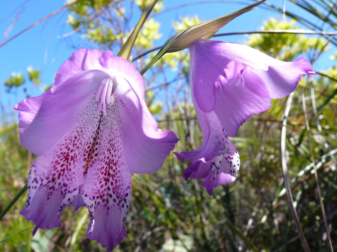 Kogelberg Nature Reserve-开普敦必去景点