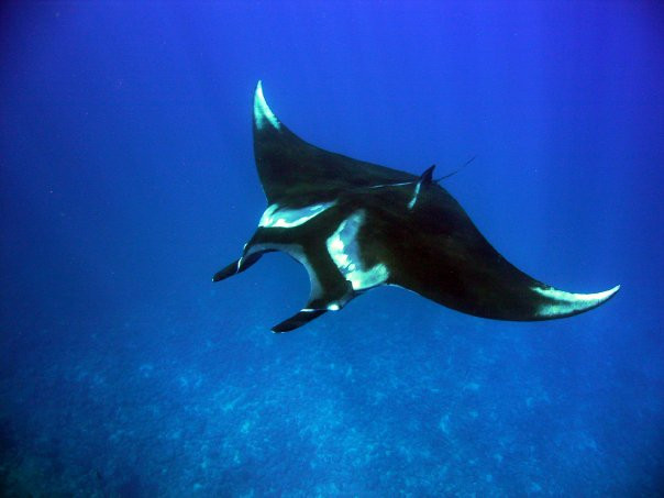 Pacific Coast Dive Center-Playa Flamingo必去景点