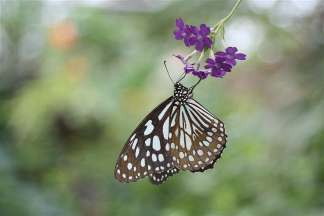 New Forest Wildlife Park景点图片