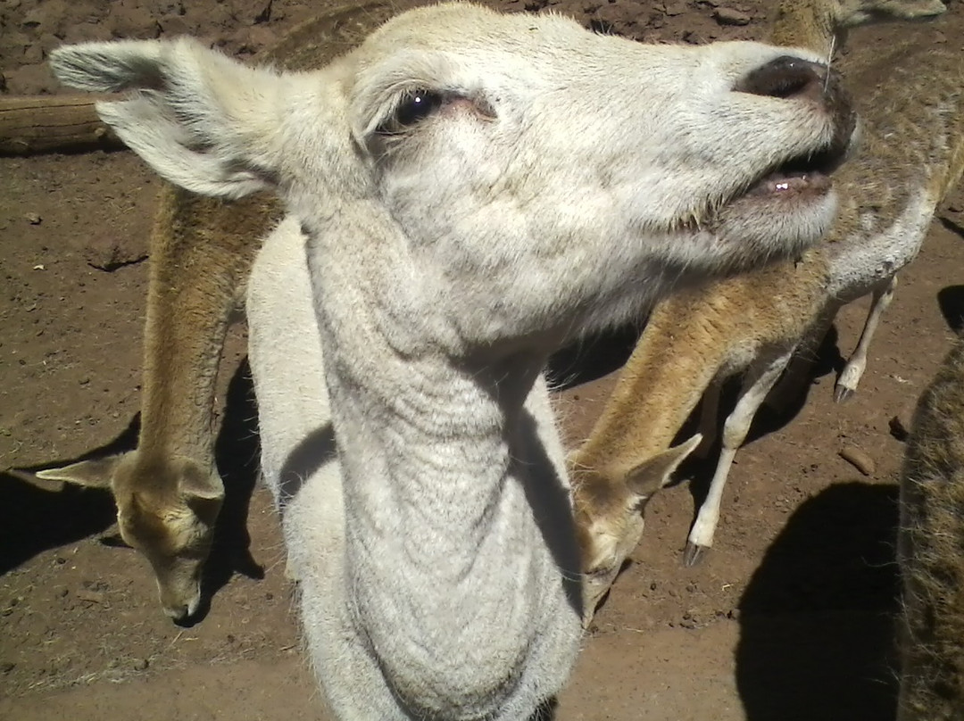 大峡谷鹿场-威廉姆斯必去景点
