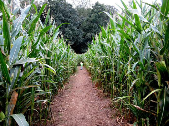 Cagle's Dairy-Canton必去景点