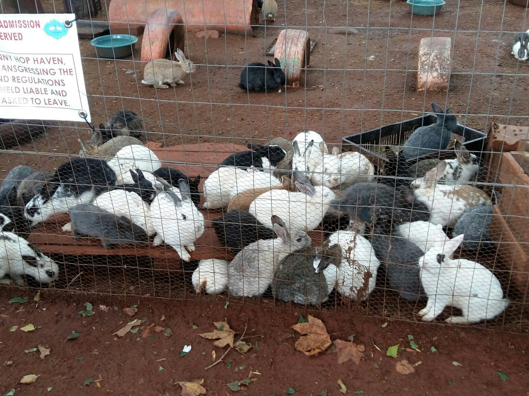 The Bunny Hop Haven景点图片