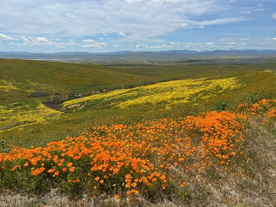 Carrizo Plain National Monument-Maricopa必去景点