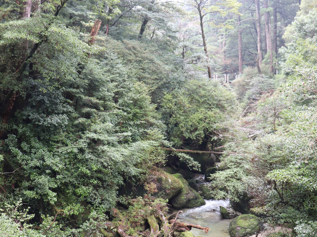 Yakusugi Land景点图片
