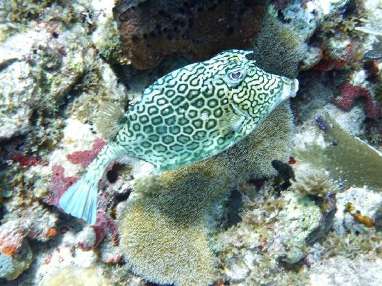 Scuba Zen-Anse Marcel必去景点