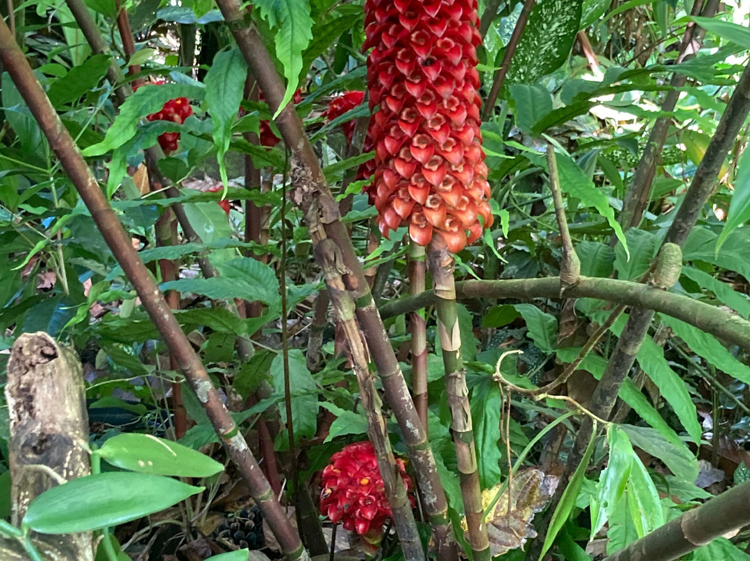 Jardin de Cantamerle-Capesterre-Belle-Eau必去景点