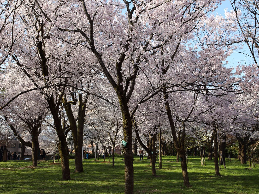 Takaoka Old Castle Park-高冈市必去景点