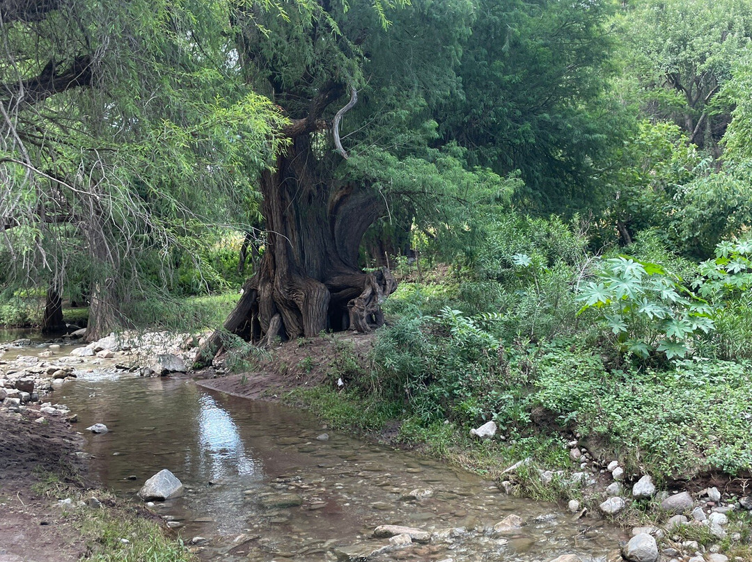 Cascadas De Ahuehuetla-普埃布拉必去景点