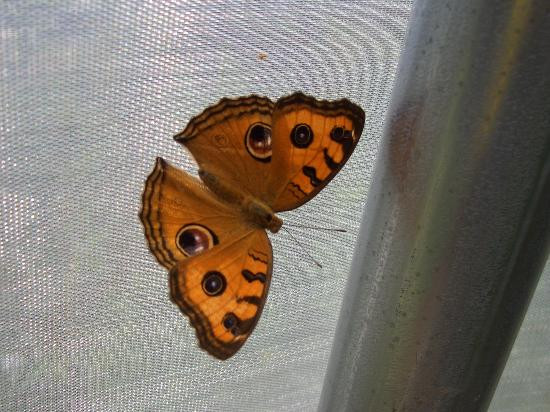 Newport Butterfly Zoo-Tiverton必去景点
