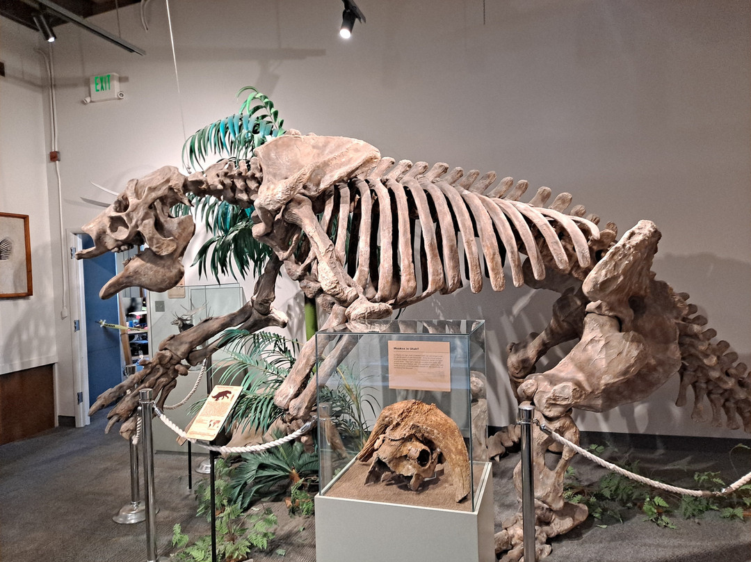 BYU Museum of Paleontology-普若佛必去景点