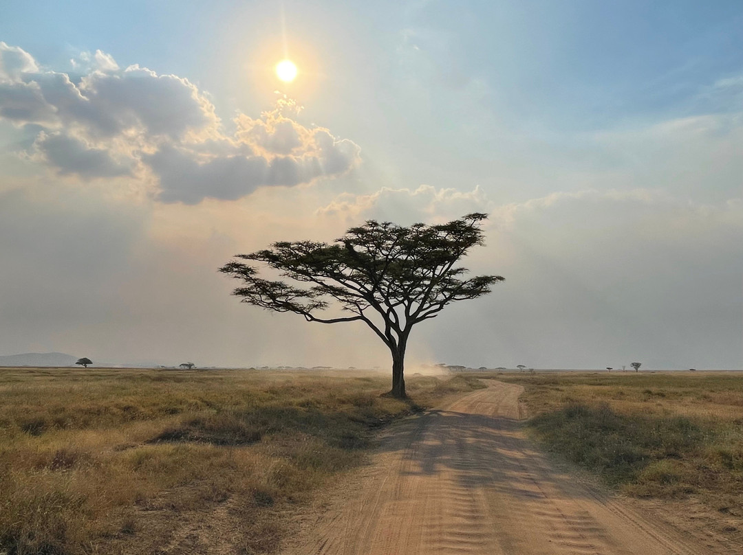 Wild Candle African Safaris景点图片