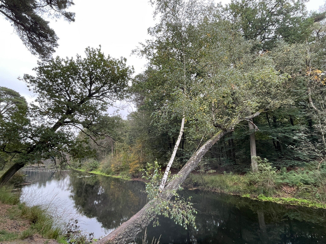 Oisterwijkse Bossen en Vennen-Oisterwijk必去景点