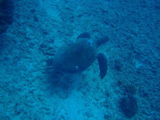 Maui Dive Shop-怀露库必去景点